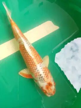 Ikan koi jenis Kujaku 36cm