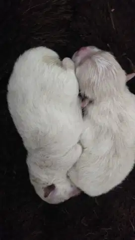 Anakan Minipom Betina