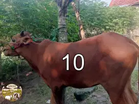 Sapi Qurban no 10