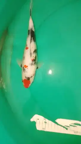 Ikan koi jenis Showa pola lucu 30cm