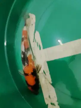 Ikan koi jenis Showa pola Y ukuran 32cm