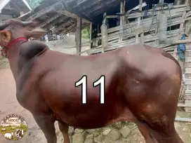Sapi Qurban no 11