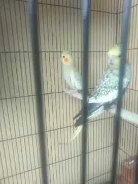 Burung Falk Australi