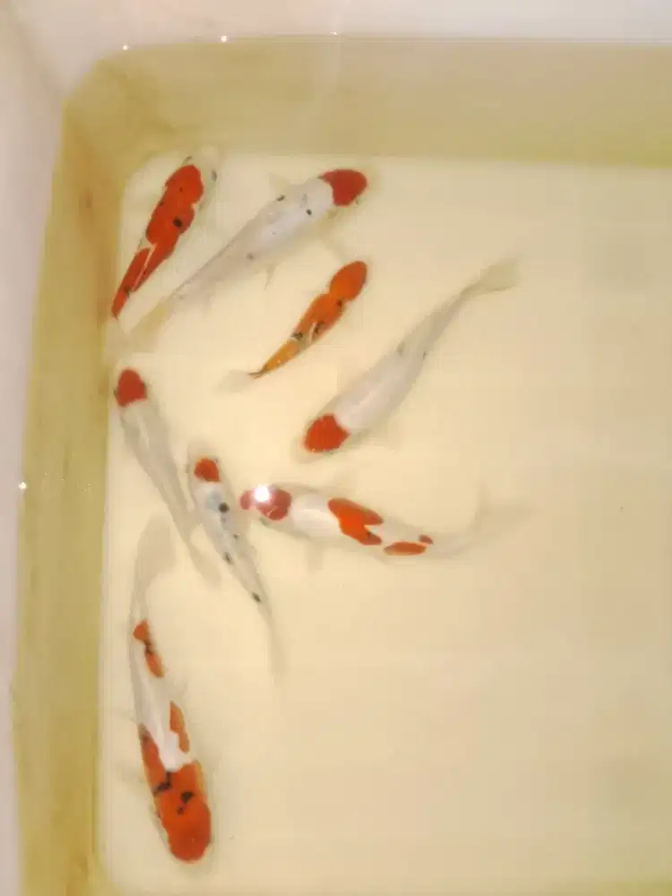 Ikan koi jenis Sanke Doitsu, Tancho Doitsu 16cm