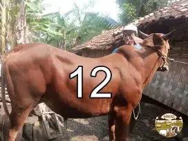 Sapi Qurban no 12