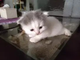 Jual anak kucing anggora umur 1 bulan kurang