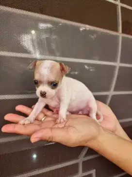 Anak anjing Chihuahua asli.