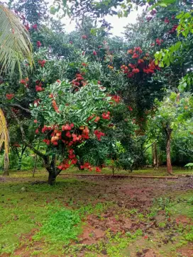 JUAL TANAH DARAT/DATAR (BU)