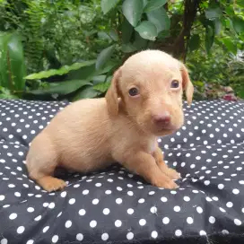 Anak anjing Tekel / dachshund, jantan & betina, warna Cream