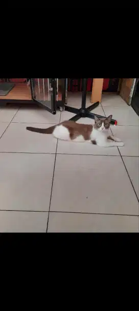 Open adopt kucing