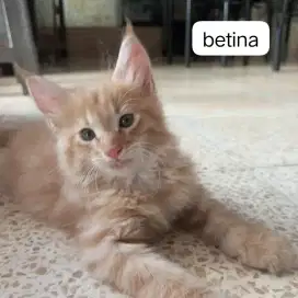 kitten mainecoon lineped