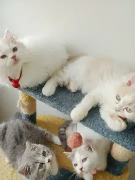 Persia mix BSH 2 Jantan 2 Betina