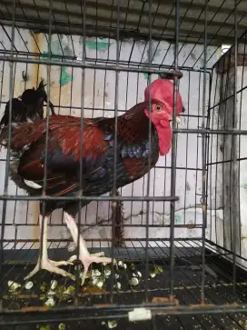 Dijual ayam bekisar,bunyi...