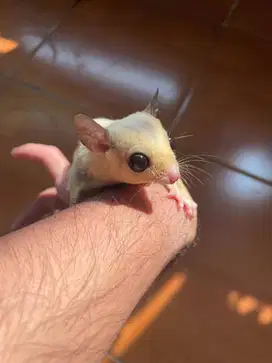 Sugar Glider Jinak + Bonus Kandang – Umur 11 Bulan – Siap Adopsi!
