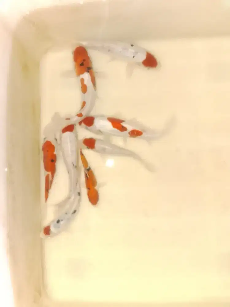 Ikan koi jenis Sanke doitsu, Tancho doitsu 16cm
