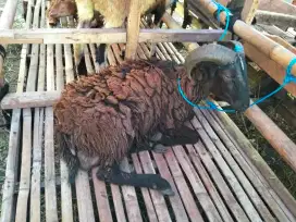 JUAL HEWAN QURBAN DOMBA MULAI 2 JT AN LAYANAN ANTAR GRATIS