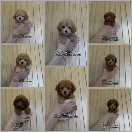 Toy poodle imut non stambum dan stambum