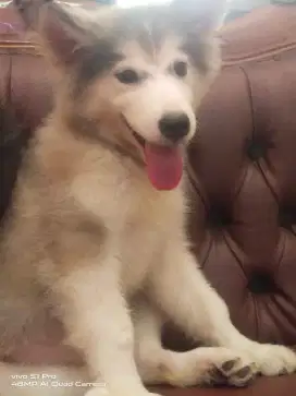 Jual Alaskan Malamute