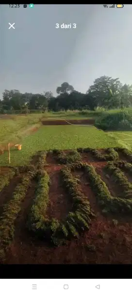 rumput gajah mini