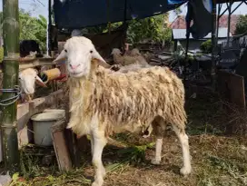 Domba / kambing kurban qurban