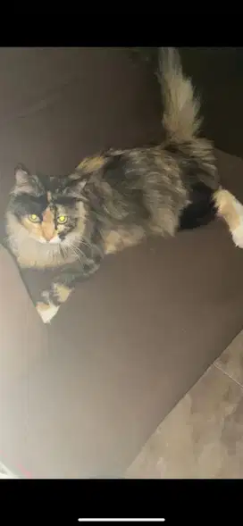 Kucing persia calico betina (lagi hamil)