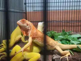 Iguana super red albino