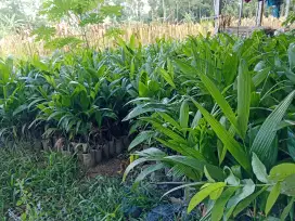Pinang Unggul Cepat Berbuah