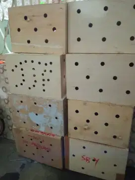 Box untuk pengiriman ayam luar kota