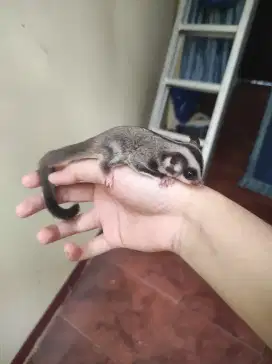 Sugar glider Joey classic grey