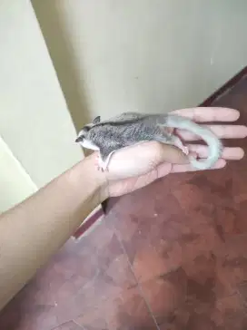 Sugar glider Joey low moza