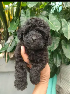 Black Toy Poodle