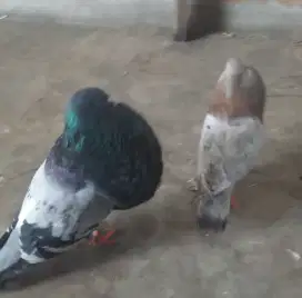 Merpati Gondok Gaditano Sepasang