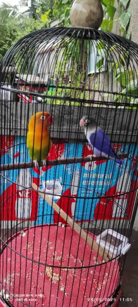 Lovebird sepasang violet x pastel ijo