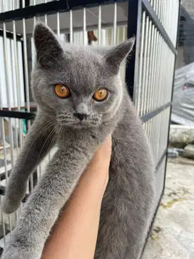 British shorthair