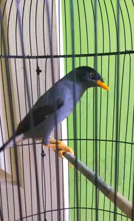 Jalak kebo receh