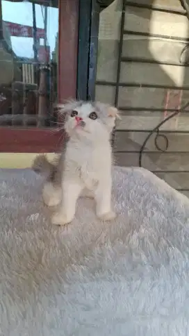 Kucing scottish fold jantan bicolor white silver