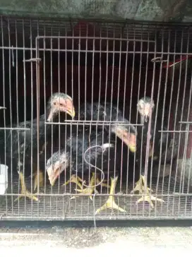 Ayam bangkok muda