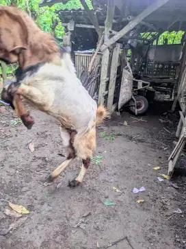 Dijual kambing pejantan PE buat qurban idul adha