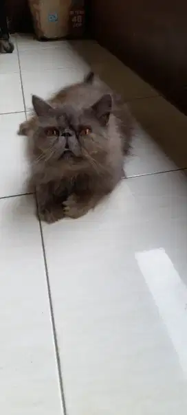 Persia peaknose