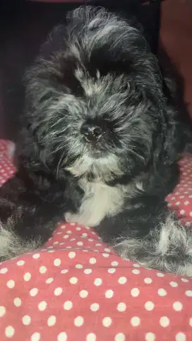LOKASI BOGOR. Dijual anak anjing Shitzu x Poodle 3bulan
