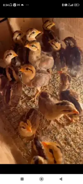 Doc ayam hutan hijau