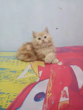 Kitten / anak kucing