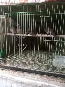 Perkutut lokal alam