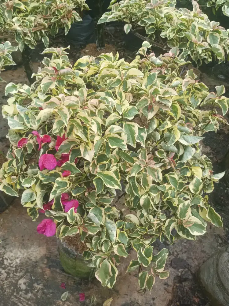 Bougenville variegata