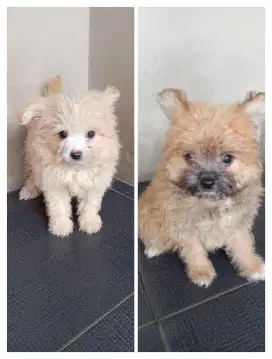 Anak Anjing Poodle mix Minipom