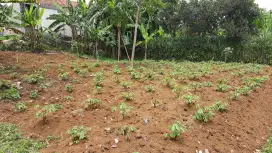 Dijual tanah di karadenan