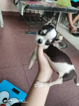 Cihua2 Betina Pureee