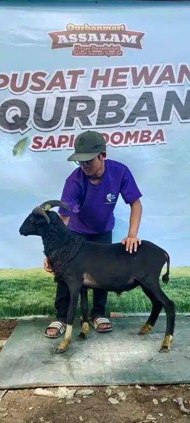 Jual Hewan Qurban Domba dan Sapi Daerah Bandung