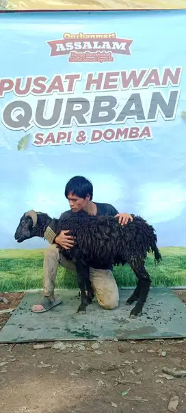 Jual Hewan Qurban Domba dan Sapi Daerah Bandung