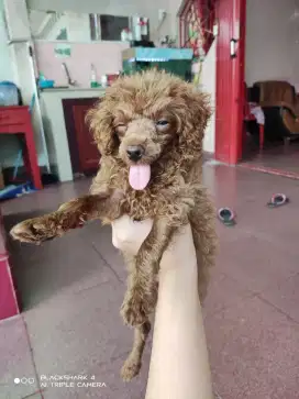 Poodle Asli Jantan